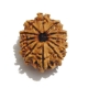 12 Face Nepali Rudraksha  Twelve Face Nepali Rudraksha
