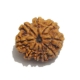 9 Face Nepali Rudraksha Nine Face Nepali Rudraksha