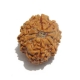 9 Face Nepali Rudraksha Nine Face Nepali Rudraksha