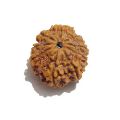 Nine Face Nepali Rudraksha