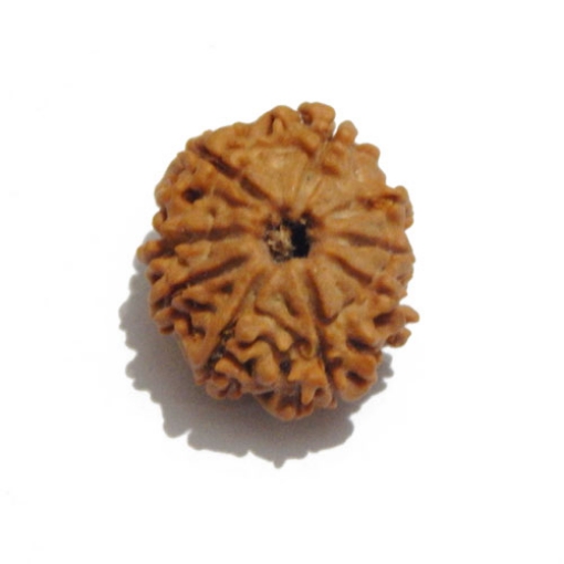 Nine Face Nepali Rudraksha