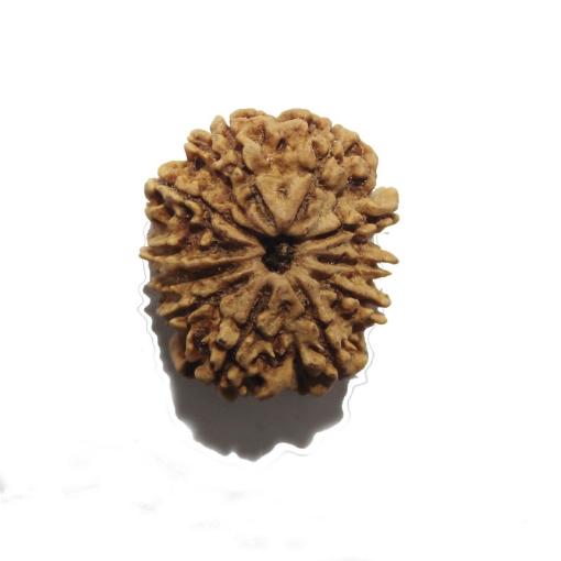 Eleven Face Nepali Rudraksha