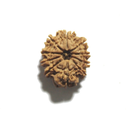 Ten Face Nepali Rudraksha 