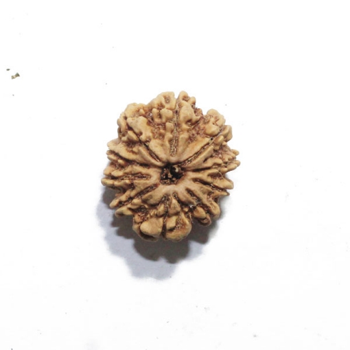 Ten Face Nepali Rudraksha 