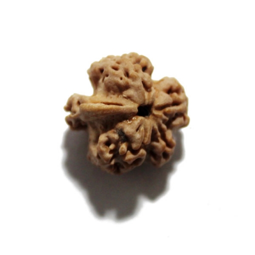 Ganesh Rudraksha