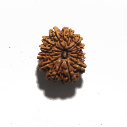 Thirteen Face (Mukhi)  Nepali Rudraksha