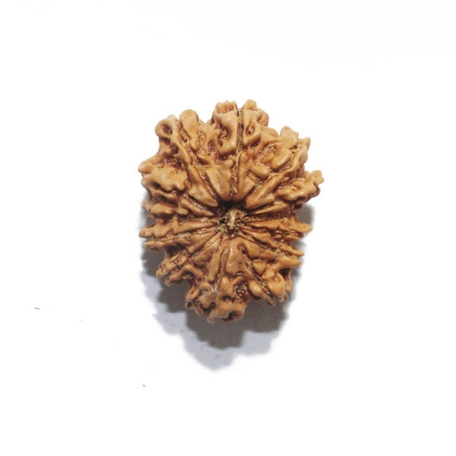 Thirteen Face (Mukhi)  Nepali Rudraksha