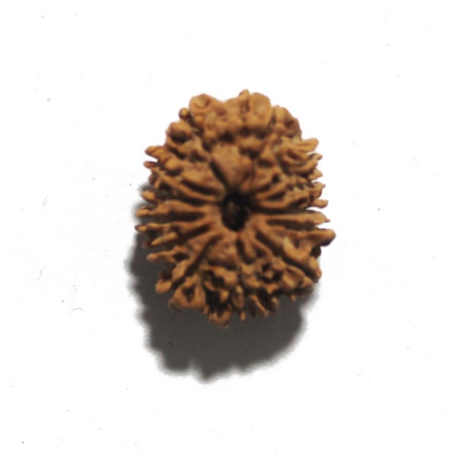 Thirteen Face (Mukhi)  Nepali Rudraksha