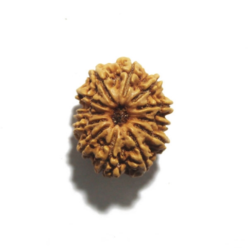 Twelve Face Nepali Rudraksha