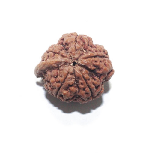 Ganesh Rudraksha