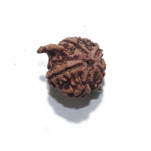 Ganesh Rudraksha