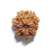 Nine Mukhi Nepali Rudraksha