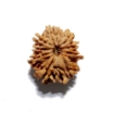 Nine Face Nepali Rudraksha