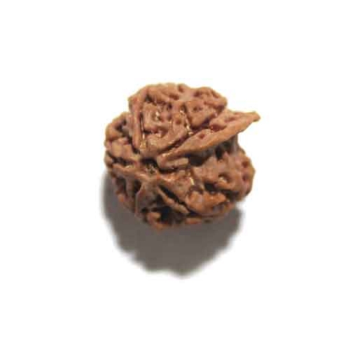 Ganesh Rudraksha