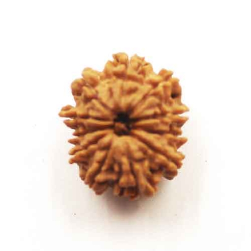 Eleven Face Nepali Rudraksha