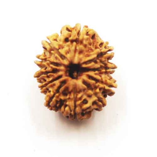 Eleven Face Nepali Rudraksha