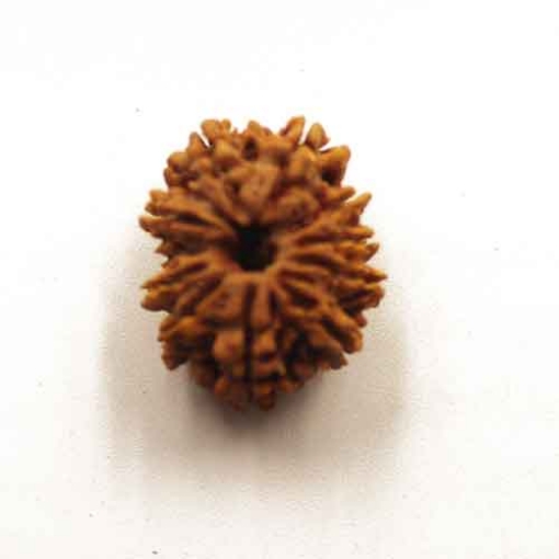 Eleven Face Nepali Rudraksha