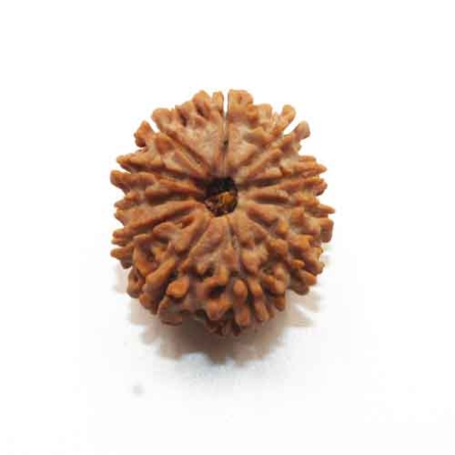 Eleven Face Nepali Rudraksha