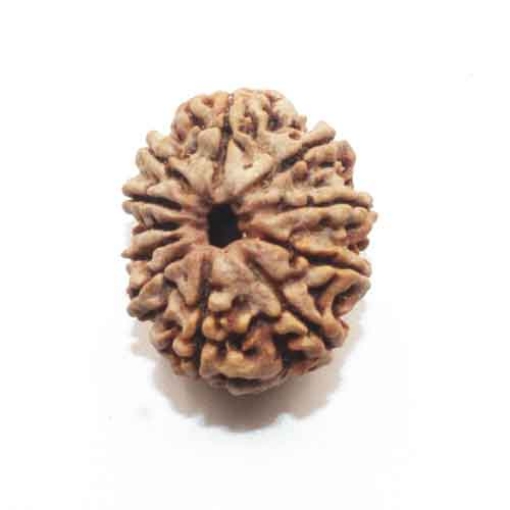 Eleven Face Nepali Rudraksha