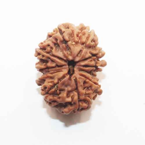 Eleven Face Nepali Rudraksha