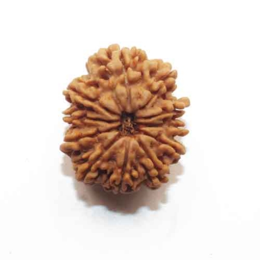 Eleven Face Nepali Rudraksha