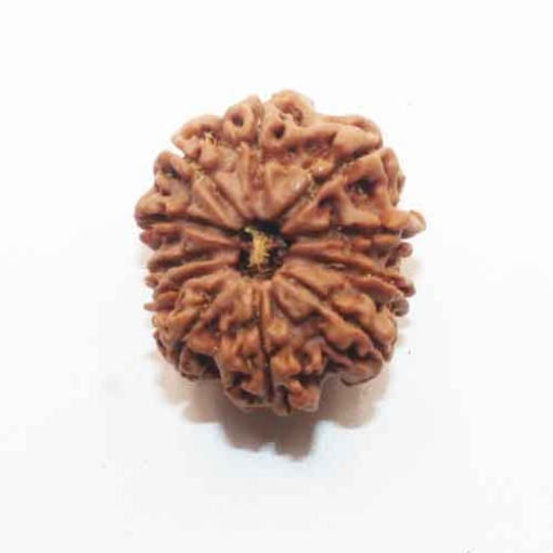 Eleven Face Nepali Rudraksha