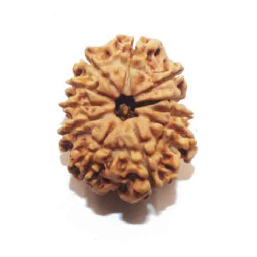 Eleven Face Nepali Rudraksha