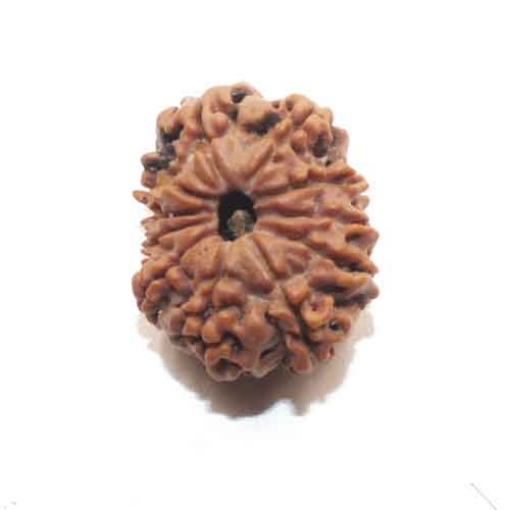 Eleven Face Nepali Rudraksha
