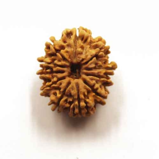 Eleven Face Nepali Rudraksha