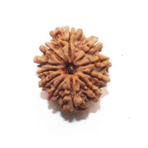 Eleven Face Nepali Rudraksha