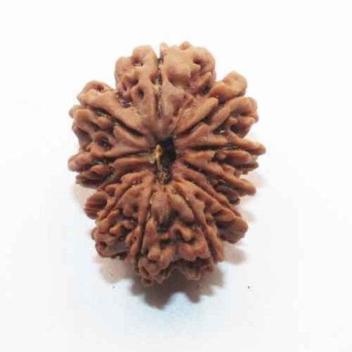 Eleven Face Nepali Rudraksha