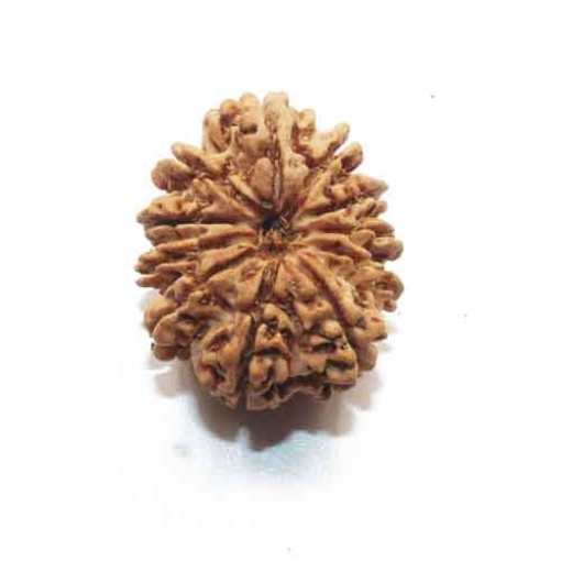 Eleven Face Nepali Rudraksha