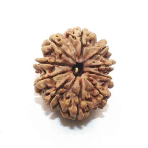 Ten Face Nepali Rudraksha 