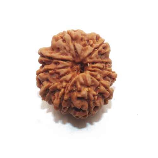 Ten Face Nepali Rudraksha 