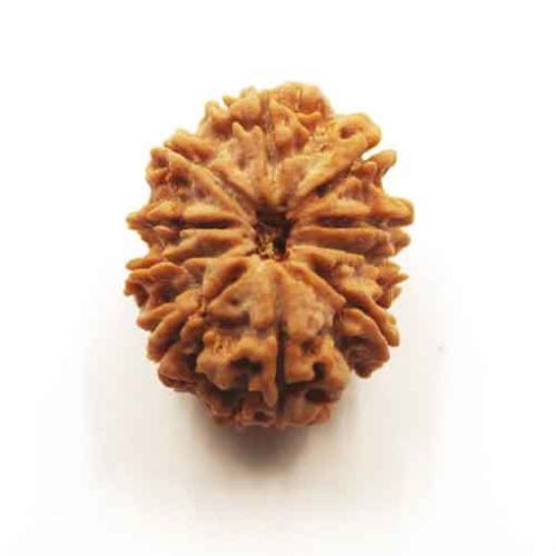 Ten Face Nepali Rudraksha 