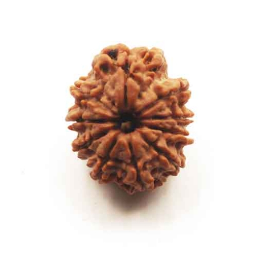 Ten Face Nepali Rudraksha 