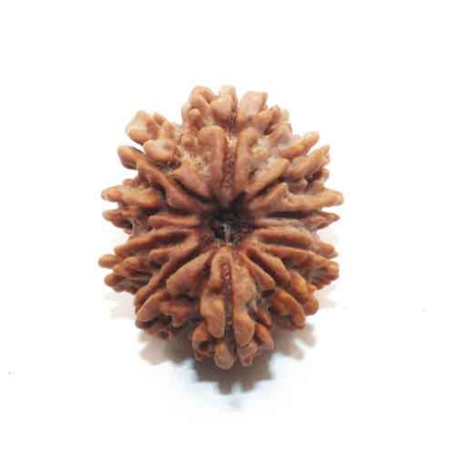 Ten Face Nepali Rudraksha 