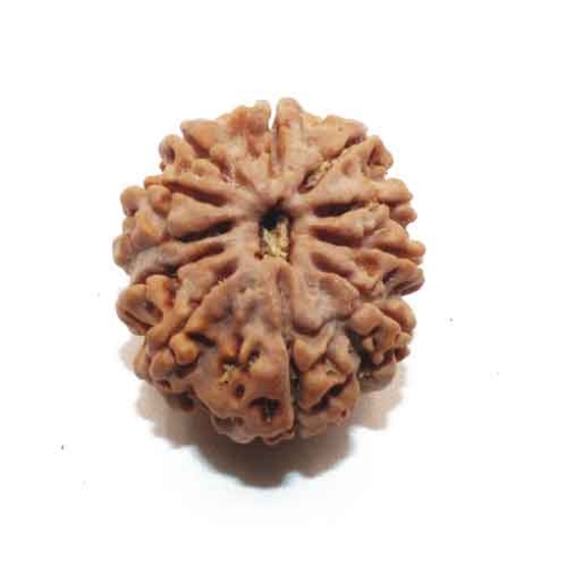 Ten Face Nepali Rudraksha 