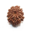 Ten Face Nepali Rudraksha 