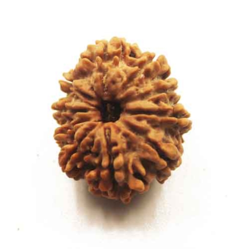 Ten Face Nepali Rudraksha 