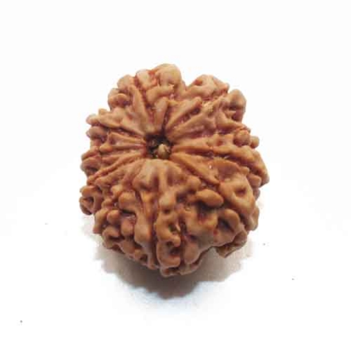 Ten Face Nepali Rudraksha 