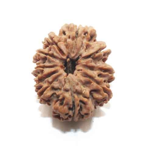 Ten Face Nepali Rudraksha 