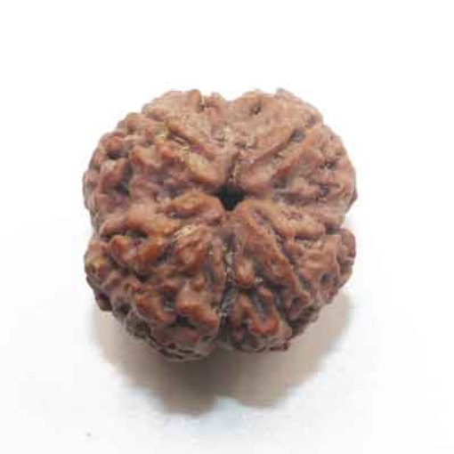 Four face nepali Rudraksha