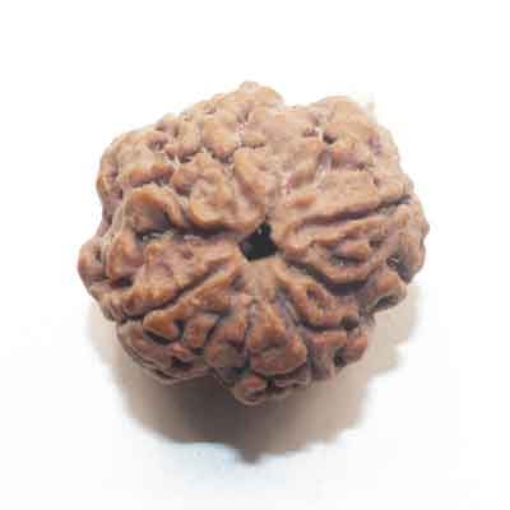 Four face nepali Rudraksha