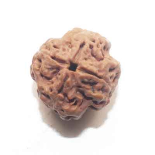 Four face nepali Rudraksha