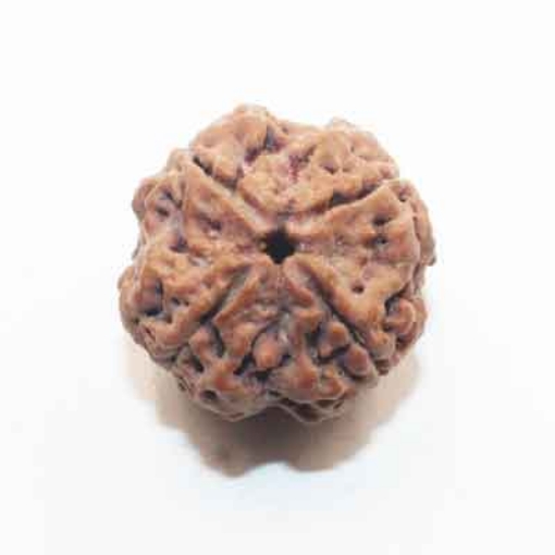 Four face nepali Rudraksha