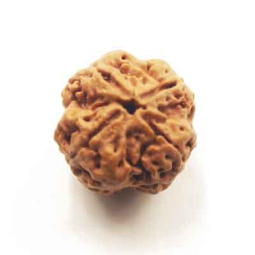 Four face nepali Rudraksha