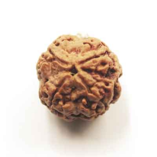 Four face nepali Rudraksha