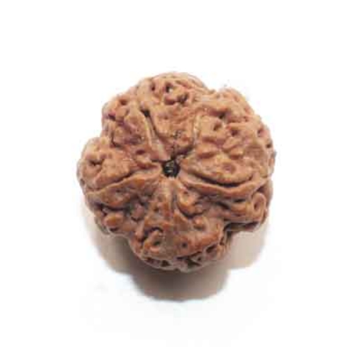 Four face nepali Rudraksha