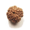 Four face nepali Rudraksha